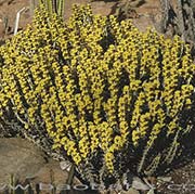 Euphorbia aeruginosa